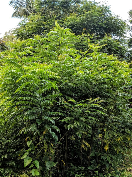 Curry Leaf Tree