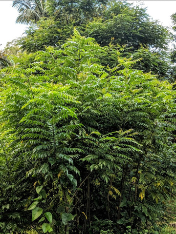 Curry Leaf Tree