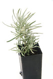 Curry Plant