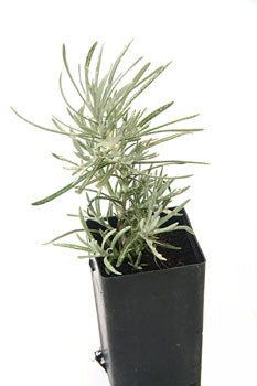 Curry Plant