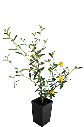 Damiana