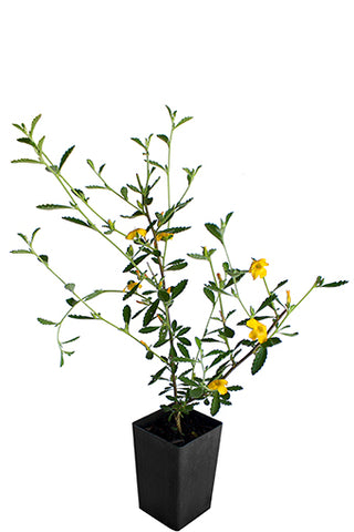 Damiana