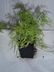 Dill