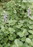 Dogbane