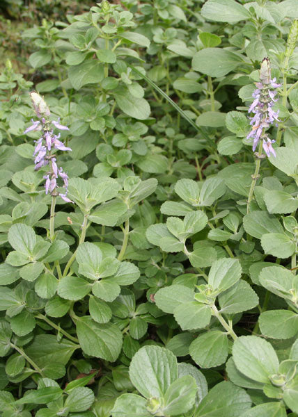 Dogbane