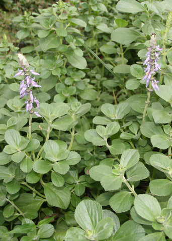 Dogbane