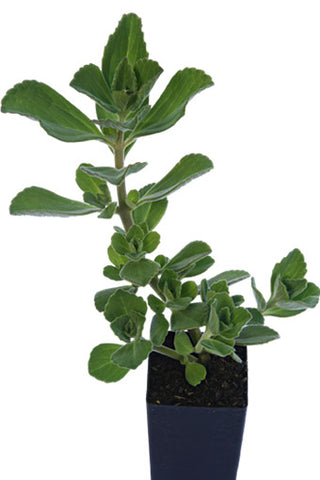 Dogbane