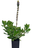 Dogbane