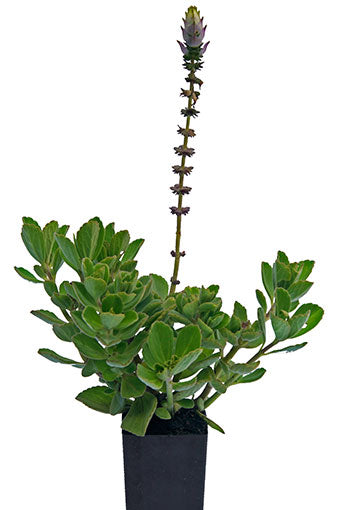 Dogbane