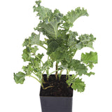 Kale - Dwarf Blue Curled Kale