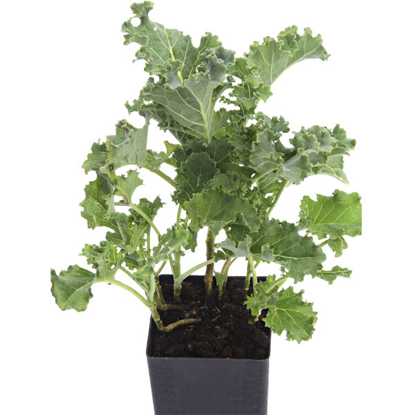 Kale - Dwarf Blue Curled Kale