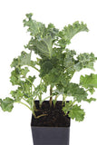 Kale - Dwarf Blue Curled Kale