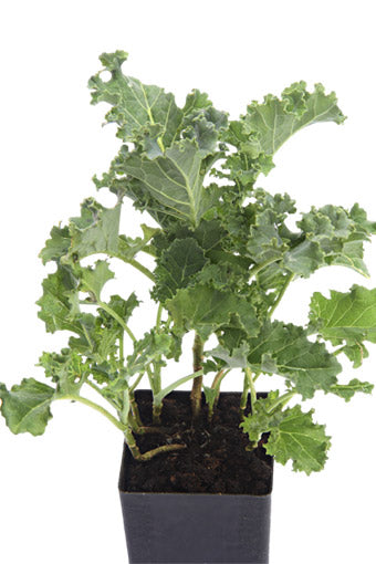 Kale - Dwarf Blue Curled Kale