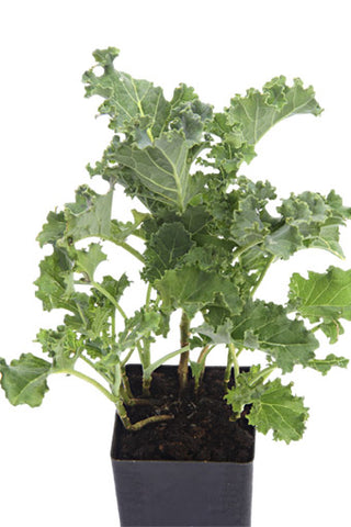 Kale - Dwarf Blue Curled Kale