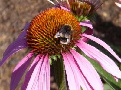 Herbs for Common Ailments - Class - Saturday 2nd May 2015