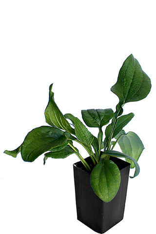 Echinacea purpurea 'White Swan'