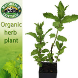 Mint - Egyptian Mint