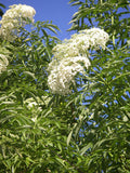Elderflower