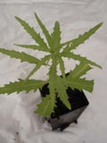 Epazote