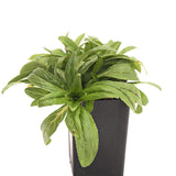 Epilobium