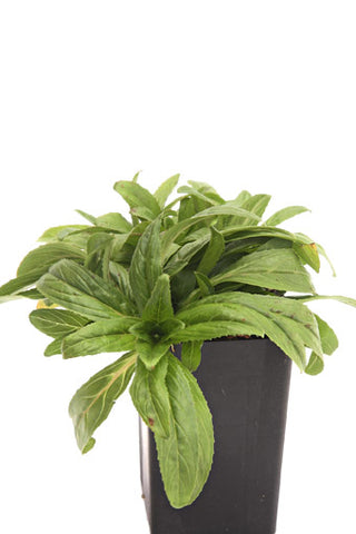 Epilobium