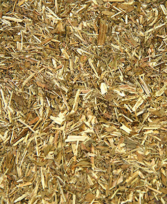 Epilobium