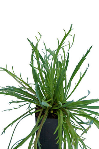 Erba Stella
