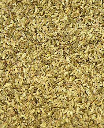 Fennel