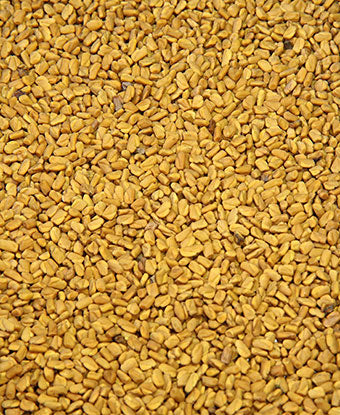 Fenugreek