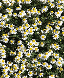 Feverfew