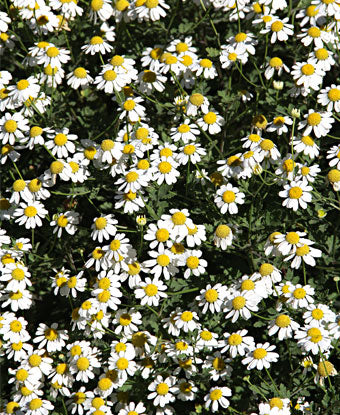 Feverfew