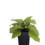 Figwort