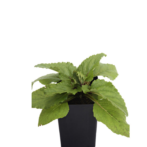 Figwort