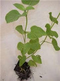 Salvia guaranitica 'Tequila'