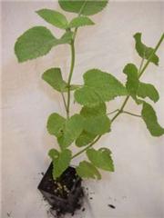 Salvia guaranitica 'Tequila'