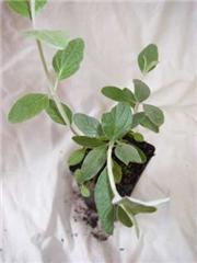Tree Germander