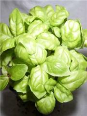 Basil - Lettuce Leaf Basil
