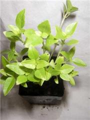 Basil - Fine Leaf Basil