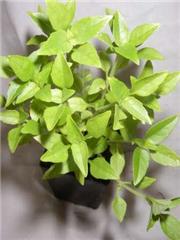 Basil - Spicy Globe Basil