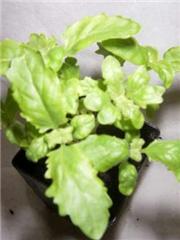 Mallow - Malva Sylvestris