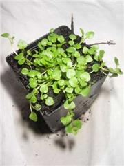 Thyme - Doone Valley Thyme