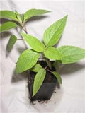 Salvia 'Phyllis Fancy'