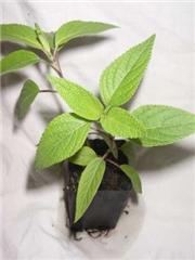 Salvia 'Phyllis Fancy'