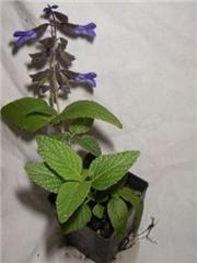 Salvia 'Anthony Parker'