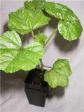Mallow - Malva Sylvestris