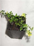 Thyme - Doone Valley Thyme