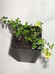 Thyme - Doone Valley Thyme