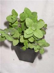 Oregano Zaatar