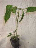 Chilli Purple Tiger