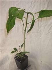 Chilli Purple Tiger